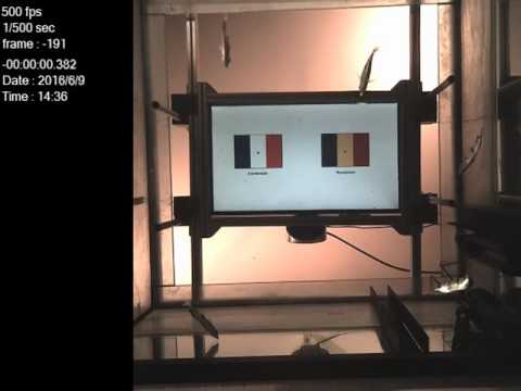 France vs. Romania EURO 2016 Archerfish Oracle. France wins!