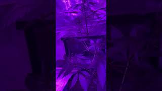 North Atlantic Seed Company GMO Auto