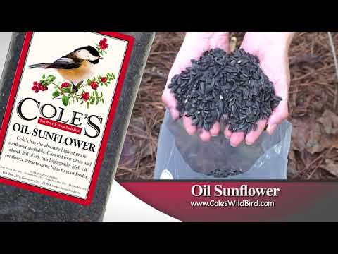 Oil Sunflower Seed - Cole's Wild Bird