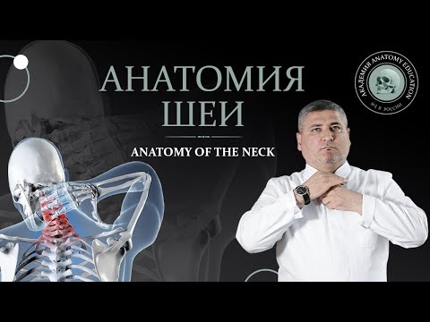 Анатомия шеи / Anatomy of the neck. Мышцы, треугольники и фасции шеи