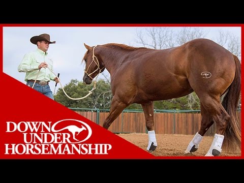 Clinton Anderson: 2016 Ocala, FL Fundamentals Clinic - Downunder Horsemanship