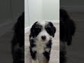 Mini Bernedoodle dogs for sale: Honey - Video 1