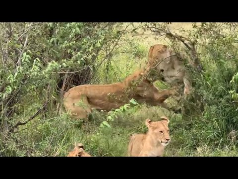 young lioness attack lioness mother and cubs stealing their food don’t want a share video 