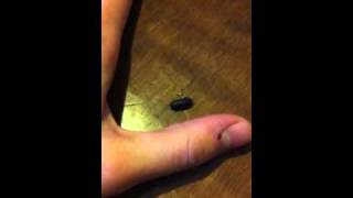 Isopods Don't Play With Sprinkles!