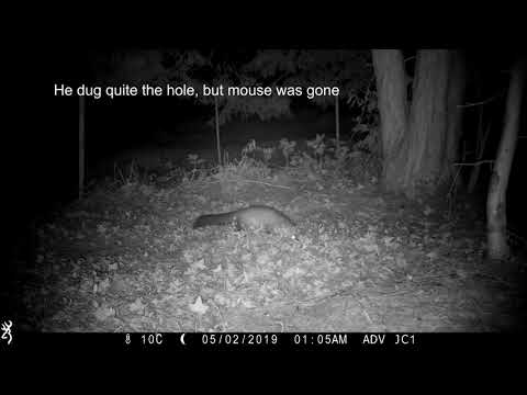 Honey-tree & failed mouse hunt. (Stone marten family/Steinmarder/Husmår) (best at 1080p)