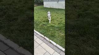 Video preview image #1 Poodle (Standard)-Unknown Mix Puppy For Sale in Wakefield, RI, USA