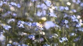 Jardin Secret Lyrics English Translation