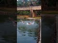 Swimming Full Screen Love Status Love Fullscreen Swimming Status Whatsapp Girl Kerala