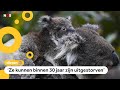 Australië geeft miljoenen uit om koala's te redden