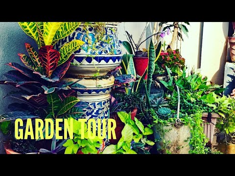 Summer Garden Tour || Summer blooming plants || Garden flowers
