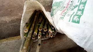 Download lagu Bambu Seruling batak || Review bulu sulim mp3 Download lagu Bambu Seruling batak || Review bulu sulim mp3