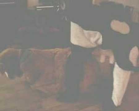 Transport Development Christmas Party of Cows