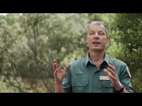 Safeguarding the Grey-headed Flying Fox