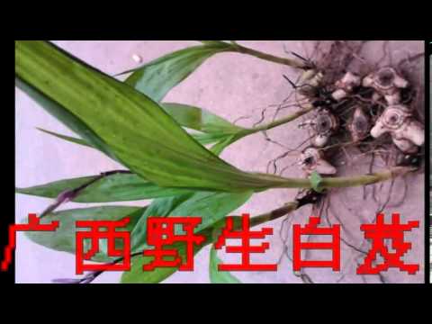 中药材白芨的价格, 中草药白芨价格, 野生白芨的价格