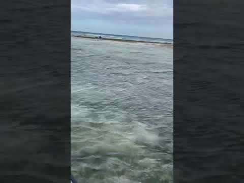 Sea beach life #tiktok #shorts #trending #youtubeshorts zanzibar