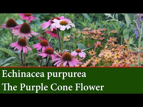 How to Grow the Purple Cone Flower -  Echinacea purpurea -