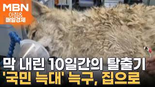 [아침&눈길] 집으로 돌아온 '탈출 늑대' 늑구…건강 이상 없이 복귀 [아침&매일경제]