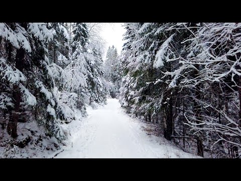 Walking in a Snow Forest - Winter Walk in Tyresta National Park (4K)