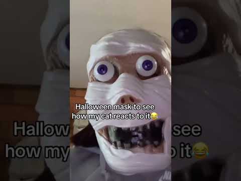 When Cat Sees Demon Mask:Total MELTDOWN! #cats #funny #fyp #foryou