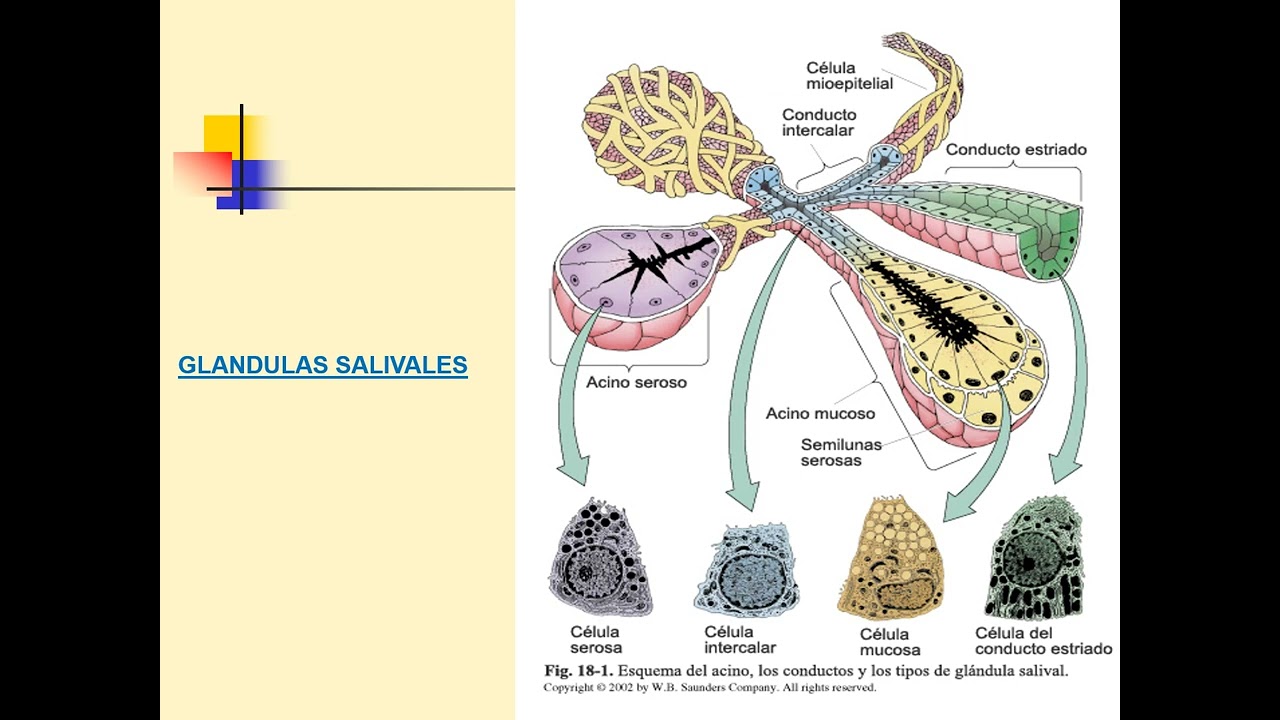 Patología de Glándulas Salivales 2023