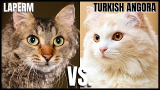 LaPerm Cat VS. Turkish Angora Cat