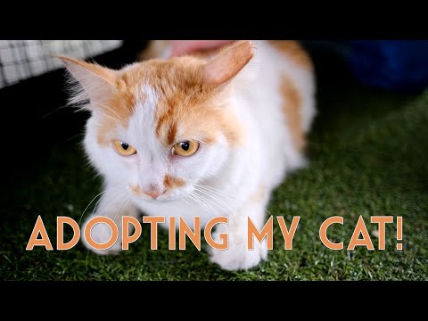 Cat Diaries | Adopting My Kitty from the SPCA!