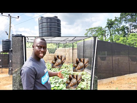 Greenhouse snail farm preparation for snails| when to stock snails in the snail greenhouse