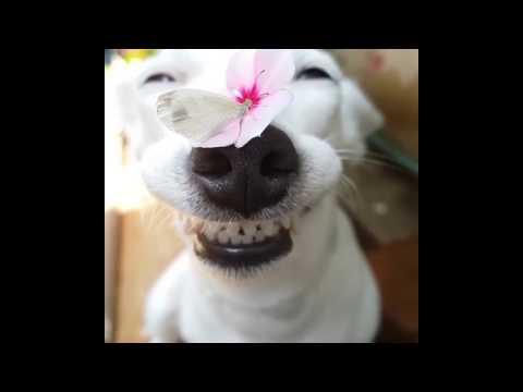 BEAUTIFUL SMILING DOG WITH FLOWER AND BUTTERFLY