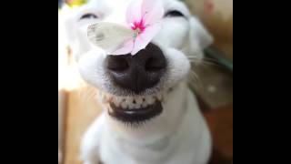 BEAUTIFUL SMILING DOG WITH FLOWER AND BUTTERFLY