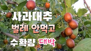 왕대추 강전지하고 꽃필때 4번 약치고 결과는 ?