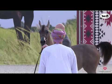 N 20 ERMA AL SENDIAN   Ajman Arabian Horse Show 2023   Yearling Fillies Section B Class 1B