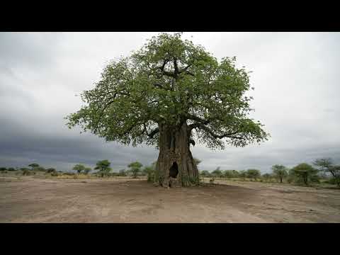 The Baobab Tree: Nature's Ancient Marvel