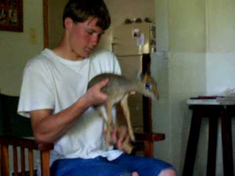 Baby, the baby dik-dik.