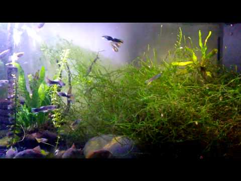 2nd YouTube video about how many endlers in a 10 gallon tank