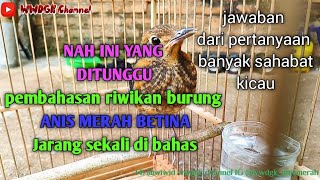 Download lagu ANIS MERAH BETINA NGRIWIK Dan Pembahasanya (jawaban dari banyak pertanyaan shobat kicau) mp3