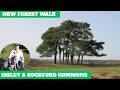 NEW FOREST WALK AT IBSLEY COMMON ROCKFORD COMMON INCLUDING A VISIT TO THE TOMB OF ALICE LISLE