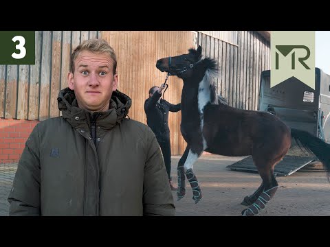 DANGER during loading - PROBLEM HORSES Episode 3
