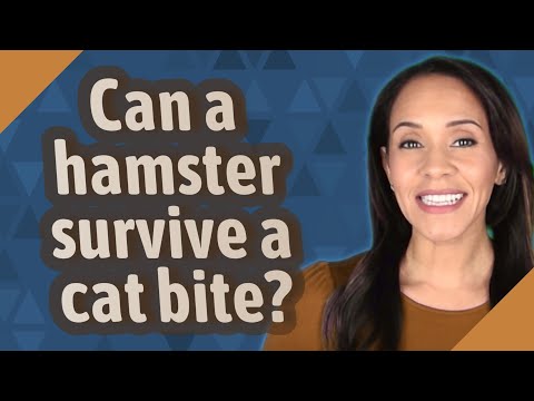 Can a hamster survive a cat bite?