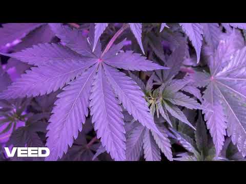 Lancetos -  Narkotyki są złe