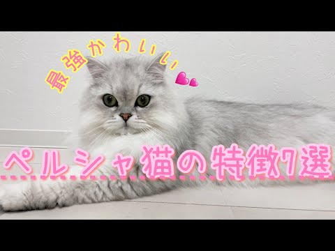 ペルシャ猫の世話