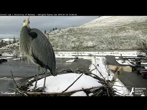 Great Blue Heron Rearranges Sticks In Missoula, Montana – Jan 24, 2019