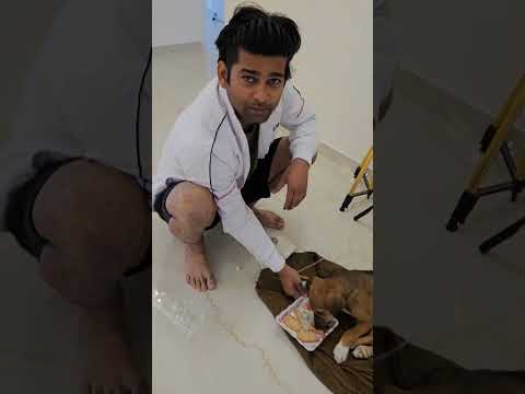 पहली बार glocose चढ़ाया #dog #shorts #love #trending