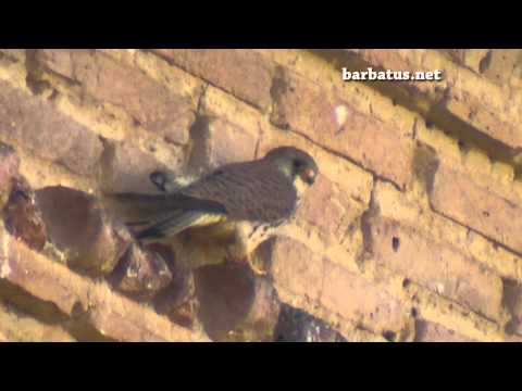 Cernícalo primilla ( Falco naumanni ) Lesser Kes