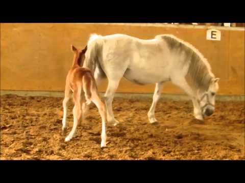 Nevada v. FS Numero Uno x Schwalmprinz- Rock Grey Snob