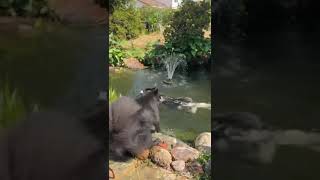 Video preview image #1 Siberian Husky Puppy For Sale in Escondido, CA, USA