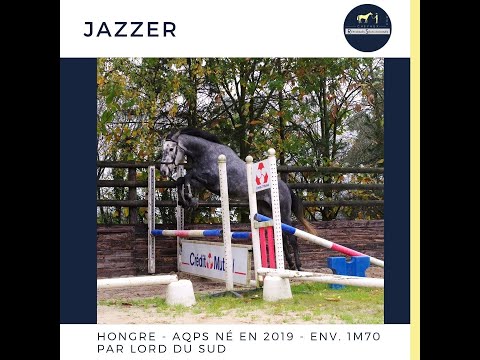 Magnifique hongre AQPS- JAZZER