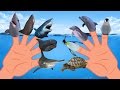 Sea Animal VS Shark Finger Family Nursery Rhyme Whale Orca Killer Whale Dolphin Octopus Finger