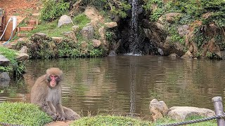 Arishiyama Monkey Park