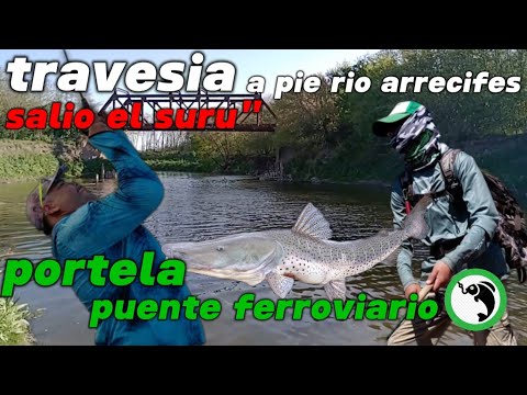 Travesía pie río arrecifes salió el cachorro de #surubí puente ferroviario portela#rioparaná #pesca 
