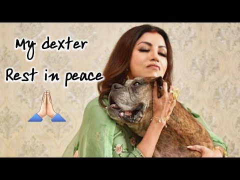 CLOSURE on DEXTER | MY BOY WHO IS NO MORE |